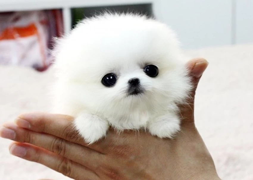 holding a Pomeranian Puppy